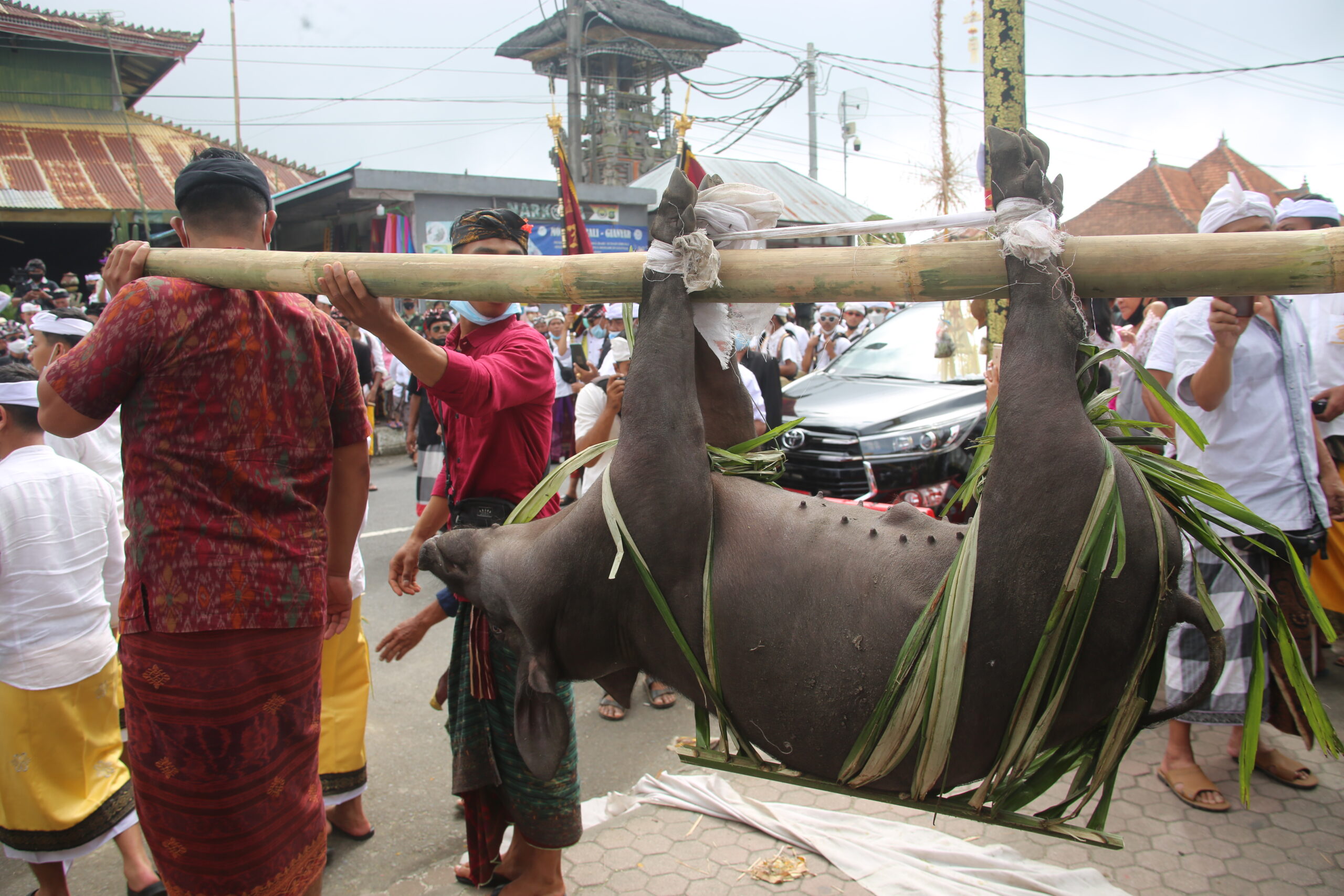 Persembahan babi oleh krama Pasihan pada saat Ngusaba Kadasa